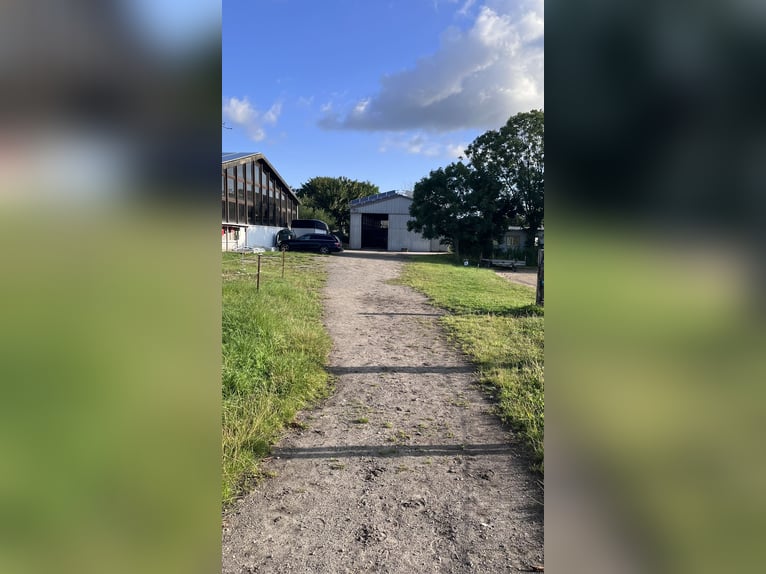 Kurplatz & Vollservice bei Niebüll – Ideal für Atemwegspatienten & vielbeschäftigte Besitzer