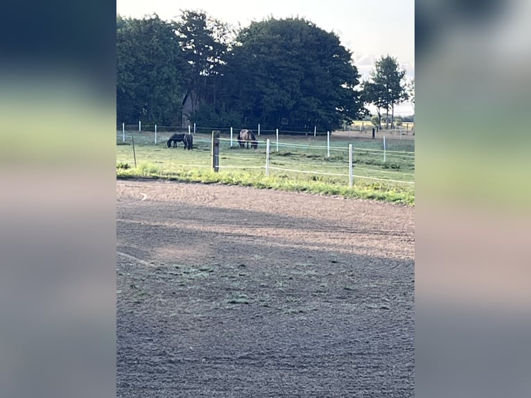 Kurplatz & Vollservice bei Niebüll – Ideal für Atemwegspatienten & vielbeschäftigte Besitzer