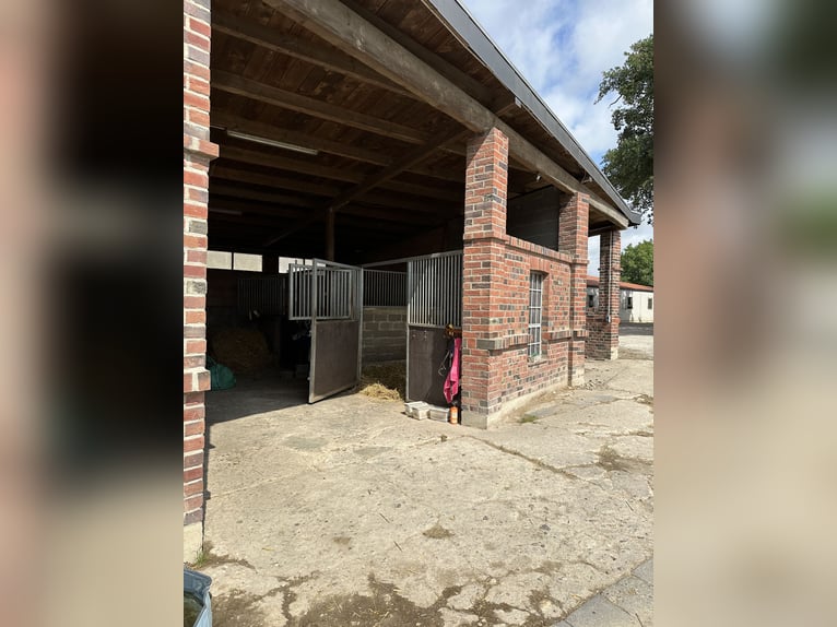 Luftige Aussenboxen in Vollpension 