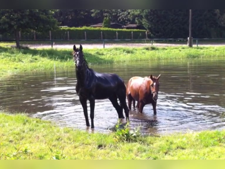 ⭐ Nachmieter gesucht: 2 Pferdeboxen ⭐ idyllischer Reitverein ⭐