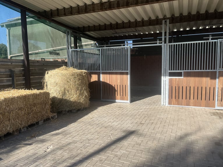 Neue Pferdeboxen mit langem Weide-/ Paddockgang und 24/7 Heu!!! Rentner Pferde Ponys Beisteller :)
