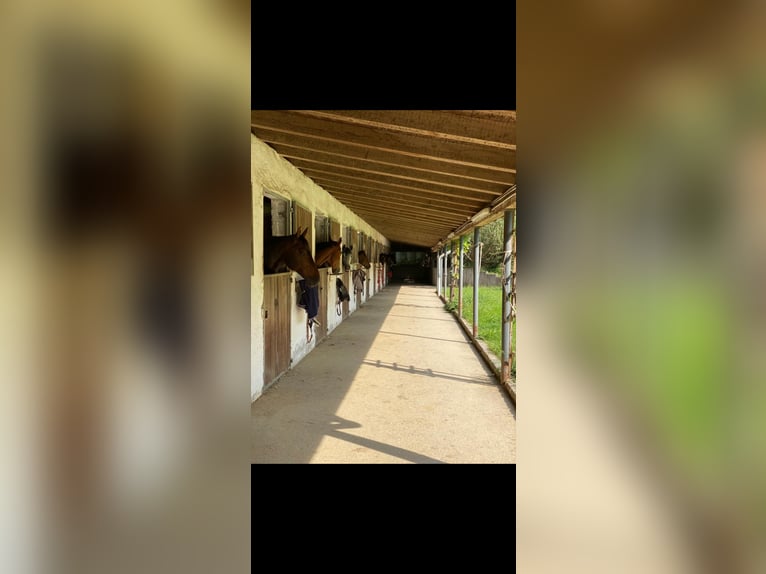 Paddockbox auf ruhiger Reitanlage