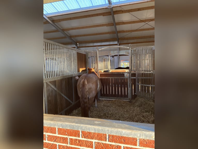 Pferdebox auf Top Anlage