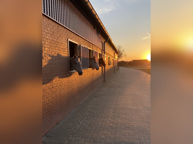 Pferdebox auf Top Anlage