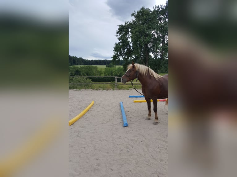 Pferdebox frei