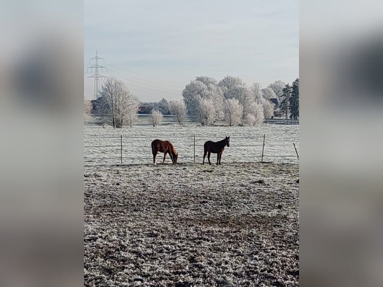 Pferdebox in Münster-Roxel zu vermieten 