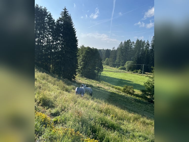Pferdepension in der Eifel-Reha und Rentnerpferde liebevoll betreut