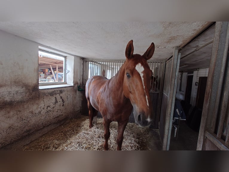 Selbstversorger Stall mit 3 Boxen, Koppel + Paddock frei