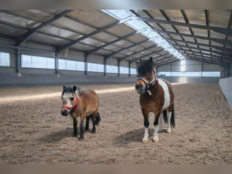 Shettys gesucht - Chaos auf kurzen Beinen willkommen! 