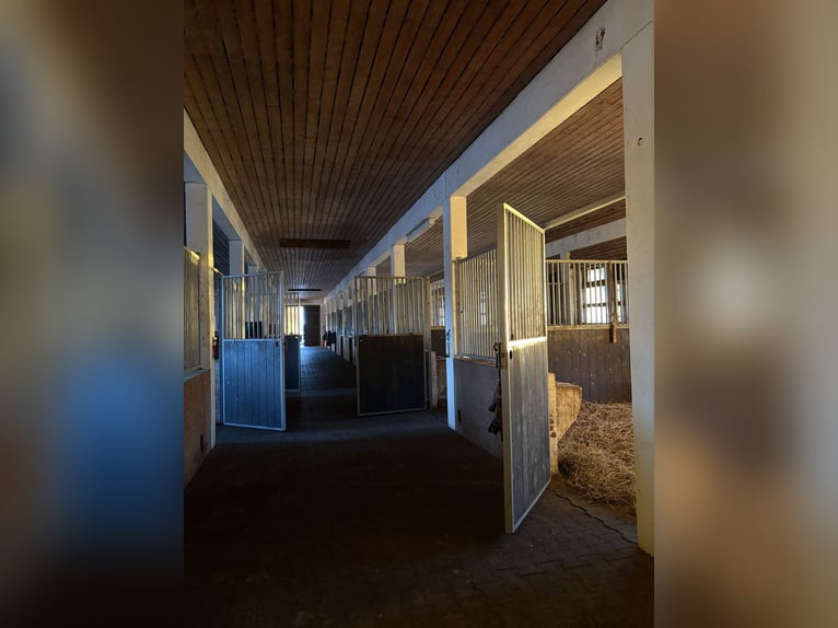 Springpferde Stall hat Boxen frei