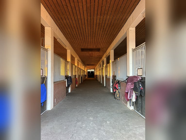 Springpferde Stall hat Boxen frei