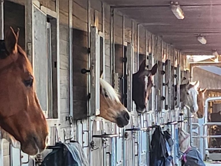 Stallgasse für 4, 5 , 10 oder 14 Pferde für Selbstversorger