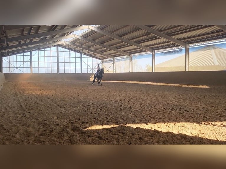 Stallgasse für 4, 5 , 10 oder 14 Pferde für Selbstversorger