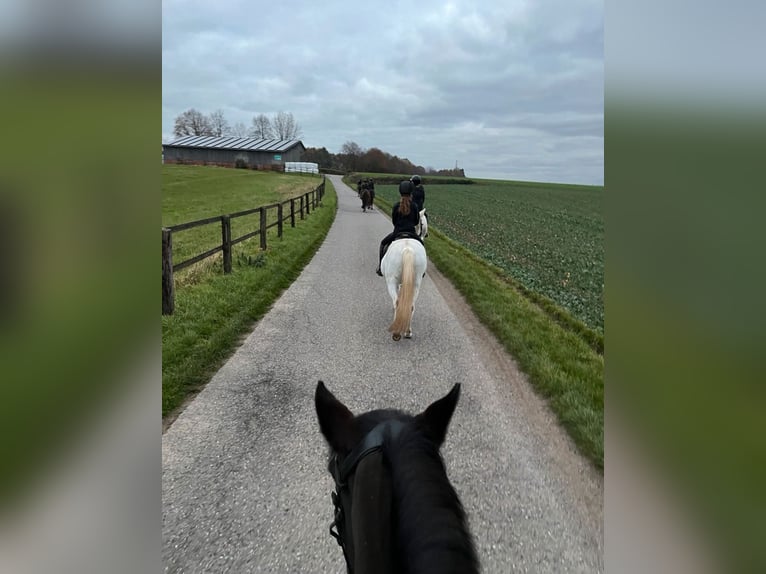 Stallgasse für 4, 5 , 10 oder 14 Pferde für Selbstversorger