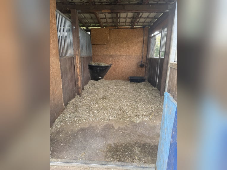 STALLPLÄTZE FREI – RUHIGER, GRÜNER STALL MIT PADDOCKS 🌿 Alles neu macht der Mai 🍃