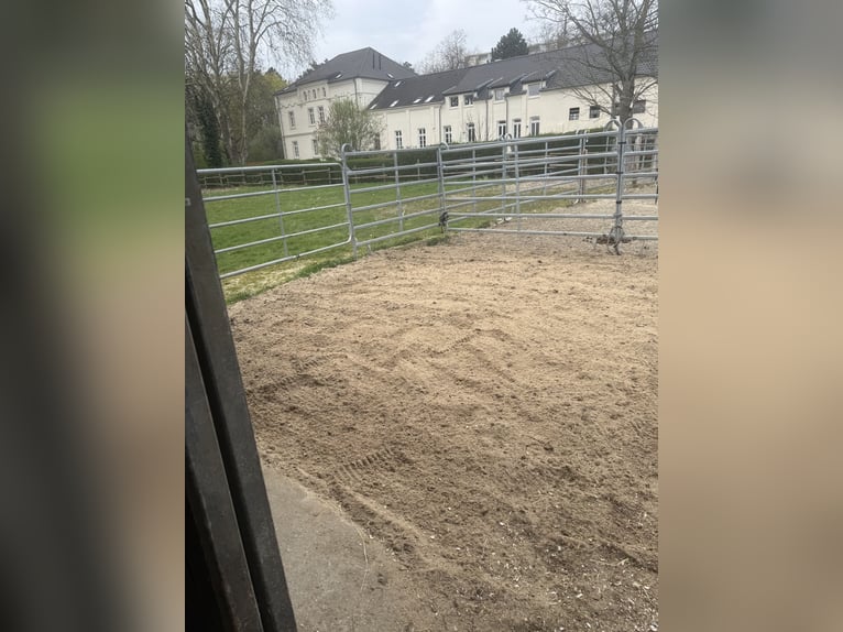 STALLPLÄTZE FREI – RUHIGER, GRÜNER STALL MIT PADDOCKS 🌿 Alles neu macht der Mai 🍃