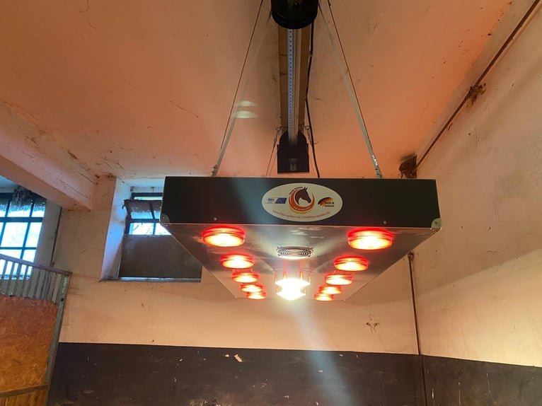 STALLPLÄTZE FREI – RUHIGER, GRÜNER STALL MIT PADDOCKS 🌿 Alles neu macht der Mai 🍃