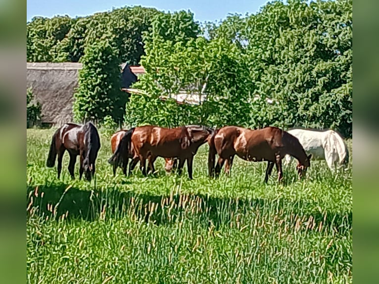Stutenpension Zuchtstuten Box frei  Nordsee