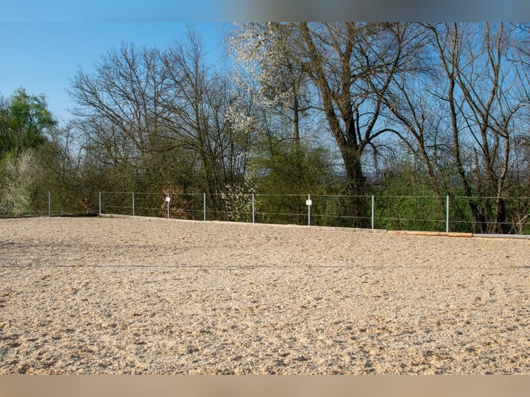 Verschiedene Boxen/Pferdeboxen frei