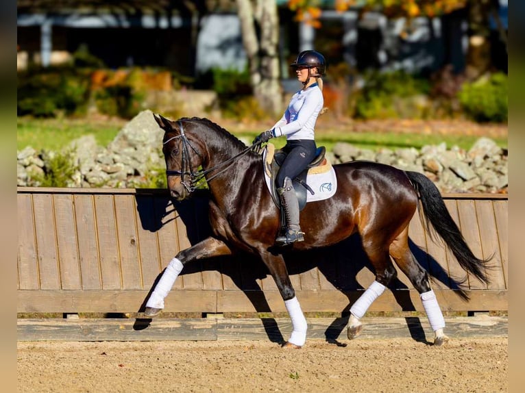 Wir briengen hochwertige Pferde mit Reitern und Profis auf der ganzen Welt zusammen!