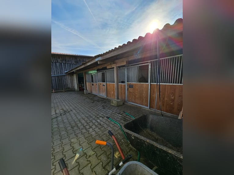 Wir haben 3 freie Boxen in seperaten Stall mit viel Auslauf 