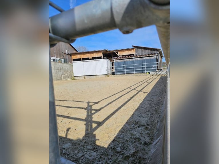 Wir haben 3 freie Boxen in seperaten Stall mit viel Auslauf 