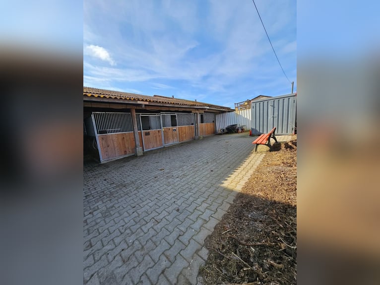 Wir haben 3 freie Boxen in seperaten Stall mit viel Auslauf 