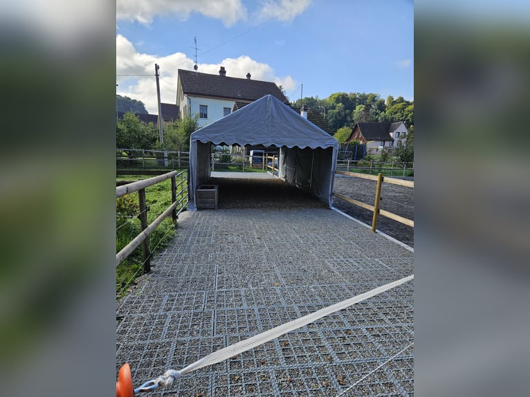 XXL Boxe in 9517 Mettlen