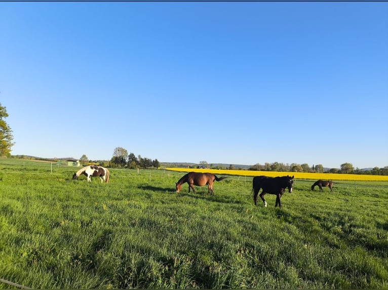Zwei Plätze frei auf der Fischer Ranch :-)