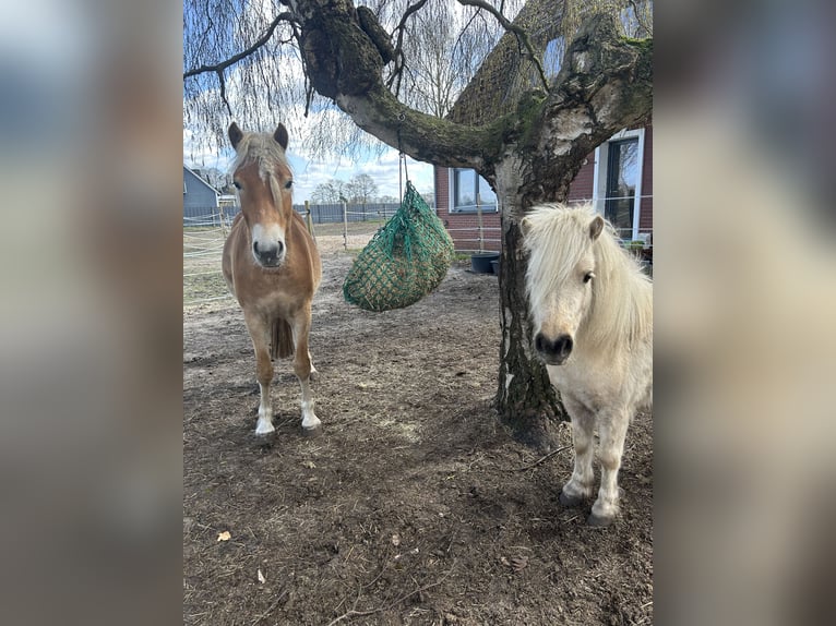 1-2 Plätze im Offenstall frei