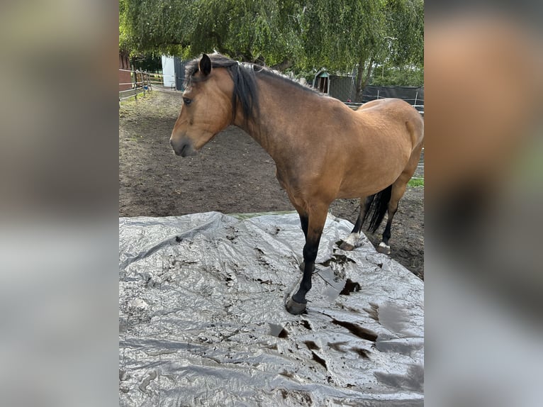1-2 Plätze in unserem privaten Offenstall