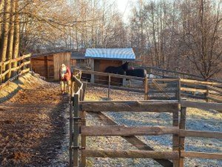 1-4 Plätze in familiärem Offenstall in gemischter Kleingruppe