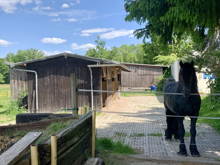 1 Einstellplatz im Offenstall für Wallach 