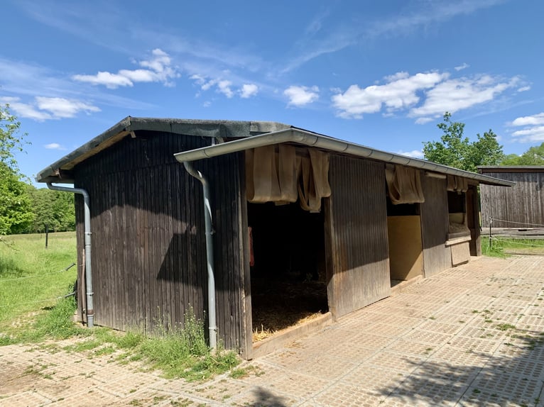 1 Einstellplatz im Offenstall für Wallach 