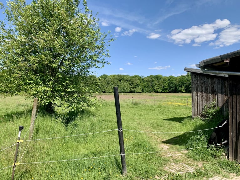 1 Einstellplatz im Offenstall für Wallach 