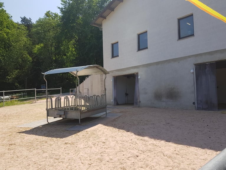 1 Offenstallplatz in Künzell ab April frei I Reithalle vorhanden
