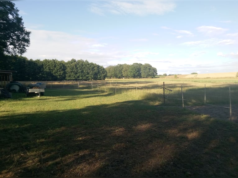 1 Offenstallplatz mit Weidegang in Wittingen frei