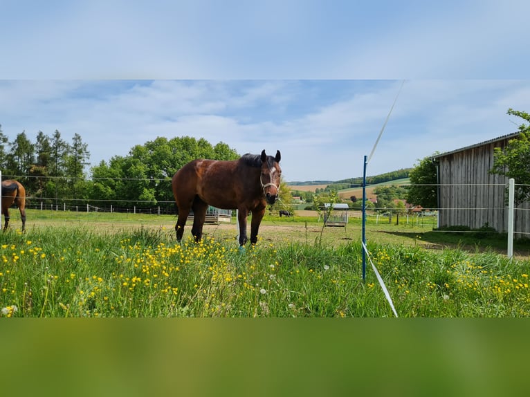 1 Platz im Offenstall für kleines Pferd oder Pony in Böheimkirchen zu vergeben 