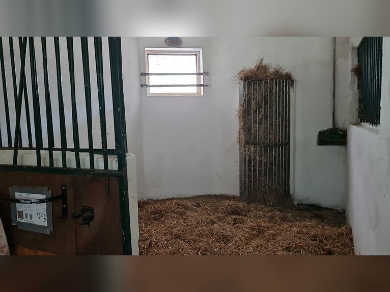 1 Platz im Offenstall für kleines Pferd oder Pony in Böheimkirchen zu vergeben 