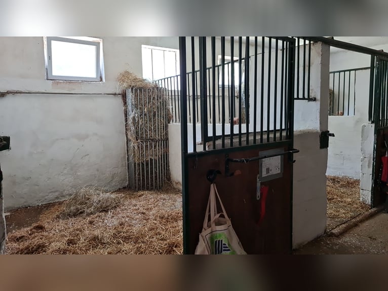 1 Platz im Offenstall für kleines Pferd oder Pony in Böheimkirchen zu vergeben 