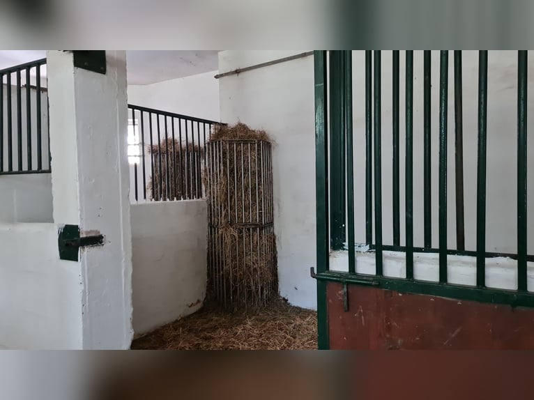1 Platz im Offenstall für kleines Pferd oder Pony in Böheimkirchen zu vergeben 