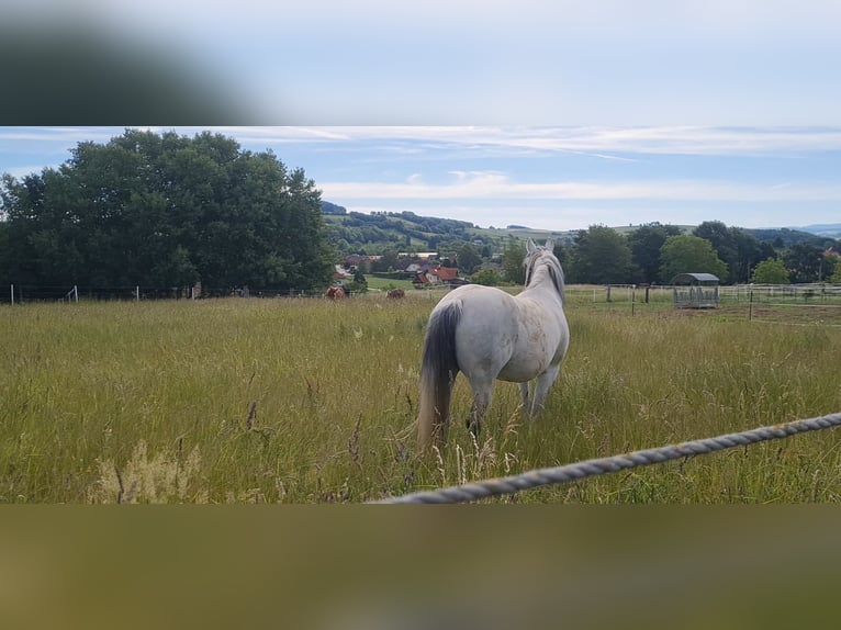 1 Platz im Offenstall für kleines Pferd oder Pony in Böheimkirchen zu vergeben 