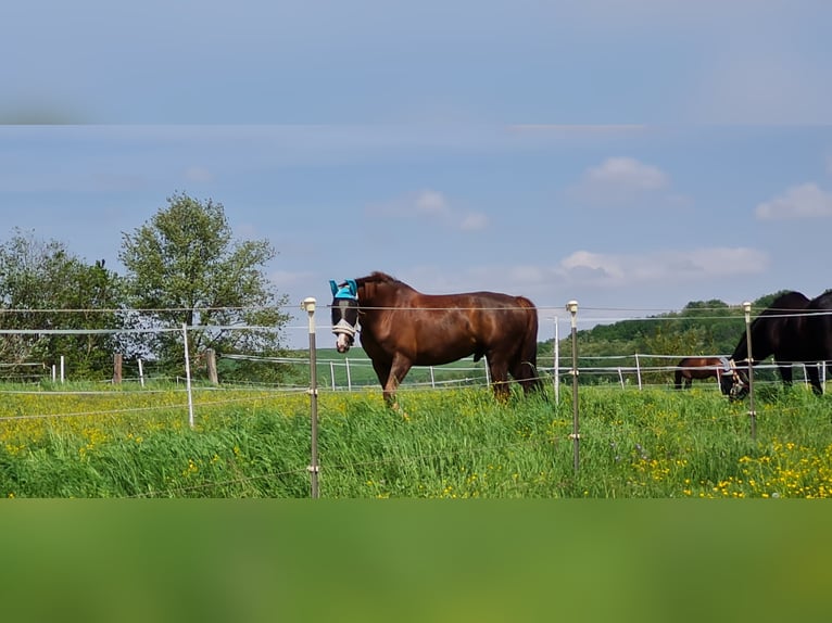1 Platz im Offenstall für Kleinpferd oder Pony in Böheimkirchen zu vergeben 