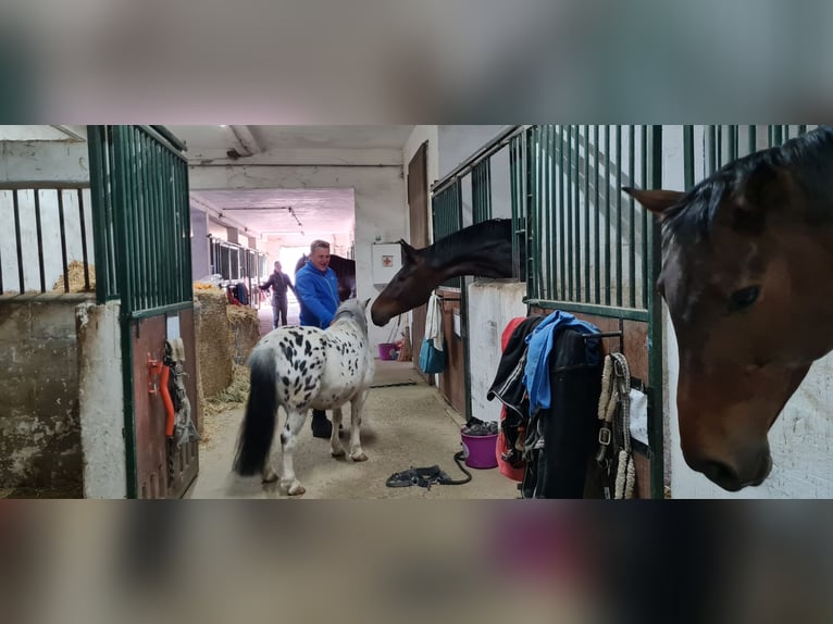 1 Platz im Offenstall für Kleinpferd oder Pony in Böheimkirchen zu vergeben 