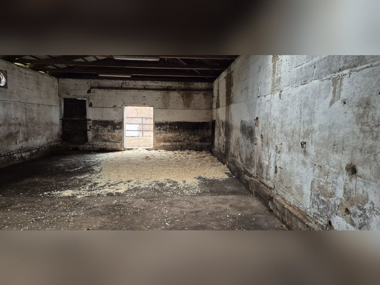 2-3 Plätze in einem Offenstall auf Selbstversorgerbasis zu vergeben 