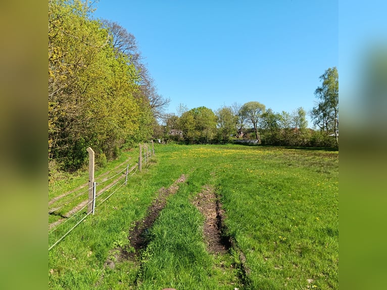 2 Offenstallplätze f. Isländerstute oder Ponystute in Appen-Etz