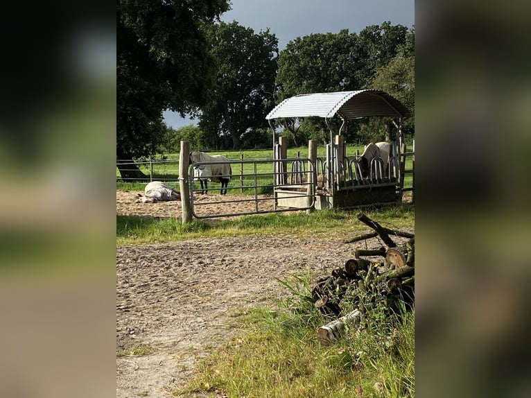 2 Offenstallplätze frei