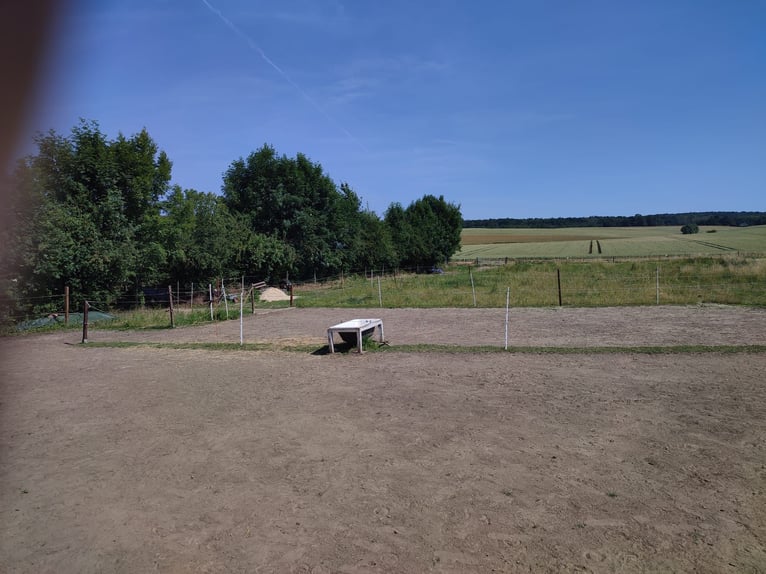 2 Offenstallplätze frei