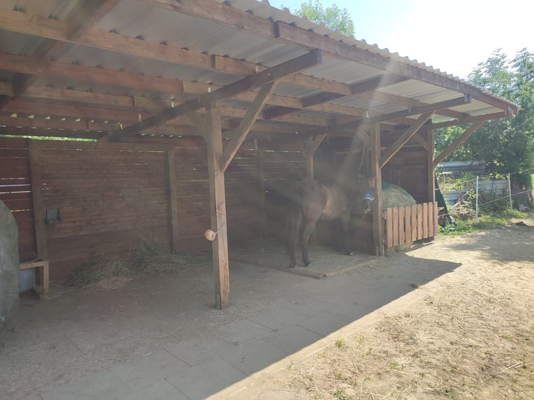 2 Offenstallplätze frei