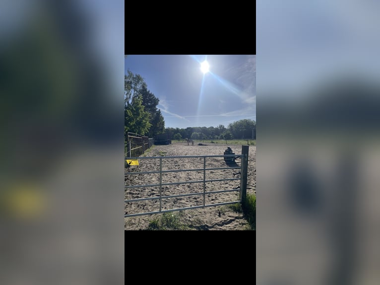 2 Offenstallplätze zu vergeben 🐴✨